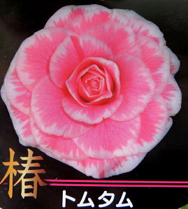 ցicoLjg^@4.5c؁id10j