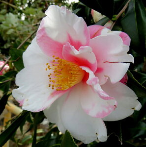 ցinTUJjiΊiV{GKIjc؁@0.9m@31301