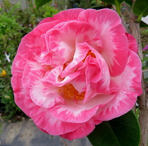 mցicoLj}[Kbgf[rX@4.5@c؁id10j