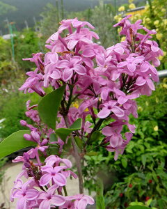 PCbN(RpNgCbN)@CbNTf[ 7@c؁iy04j