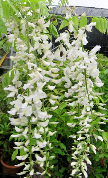 楽天市場 花終わり シロナガフジ 白長藤の木 藤 苗木 7号 藤の木 藤の花 Y13 千草園芸 楽天市場 花終わり シロナガフジ 白長藤の木 藤 苗木 7号 藤の木 藤の花 Y13 千草園芸