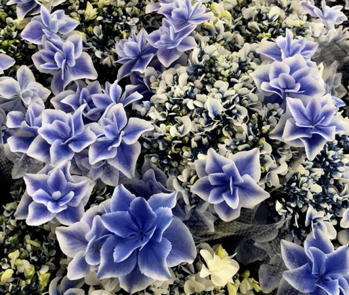 楽天市場 花終わり 新品種アジサイ 紫陽花 あじさい 銀河 ギンガ ブルー 6号苗 22年入荷株 K07 千草園芸