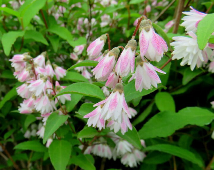 楽天市場 サラサウツギ 更紗ウツギ八重 5号苗 E10 千草園芸