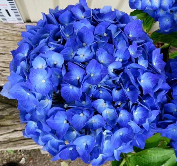 楽天市場 アジサイ 紫陽花 あじさい 紫峰 シホウ 6号 別名 マリンブルー 千草園芸
