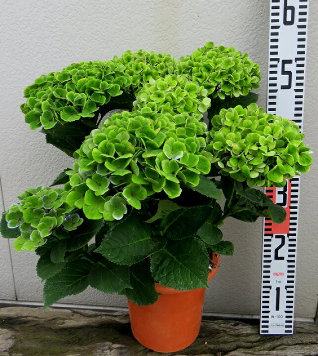 楽天市場 アジサイ 紫陽花 あじさい マジカルアメジスト 6号苗 A5 千草園芸