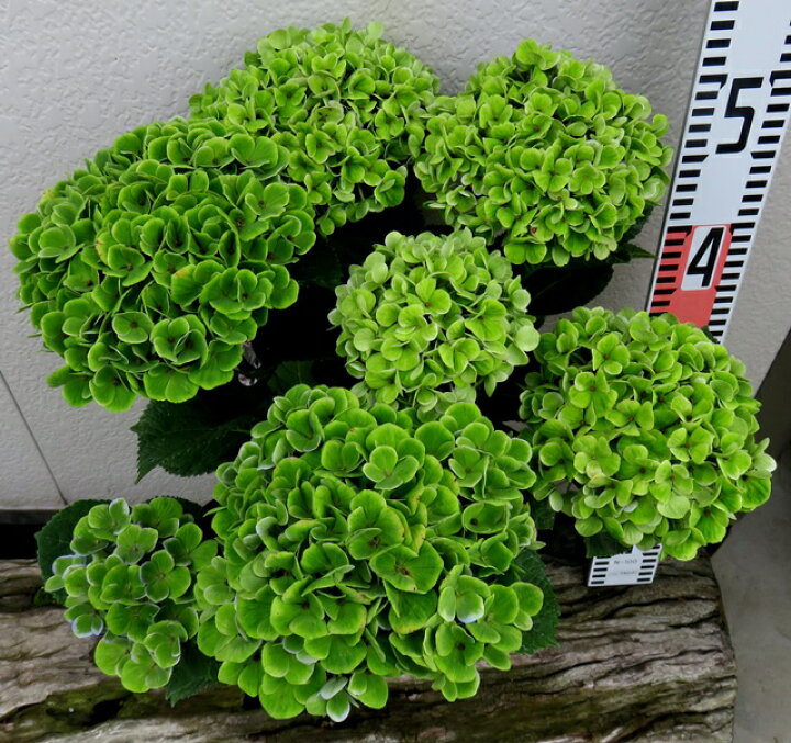 楽天市場 アジサイ 紫陽花 あじさい マジカルアメジスト 6号苗 A5 千草園芸