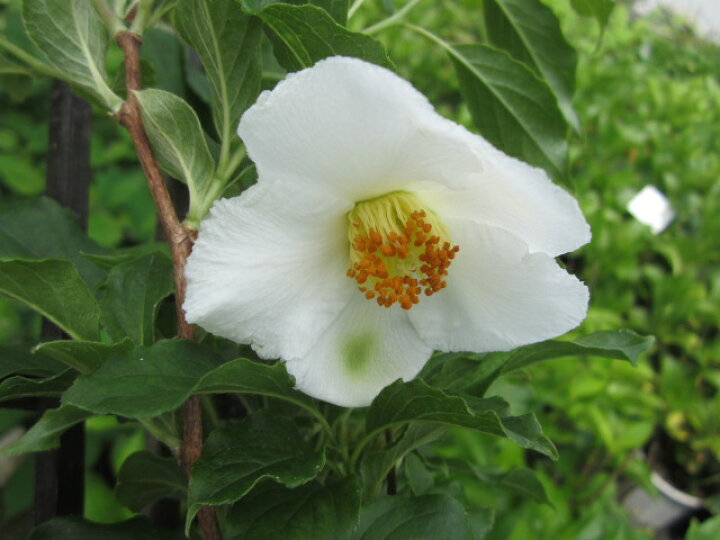 楽天市場 シャラノキ 苗木 7号 Y01 千草園芸