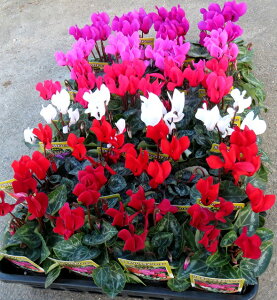 K[fVNc@24Zbg@yP[X̔zG߂̉ԕc