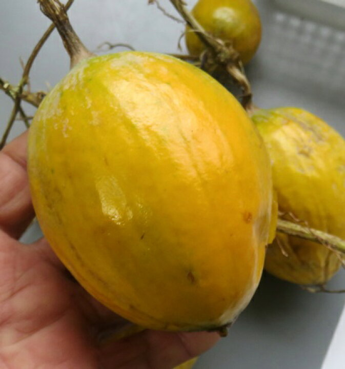 楽天市場 キカラスウリ 黄からすうり の種 千草園芸