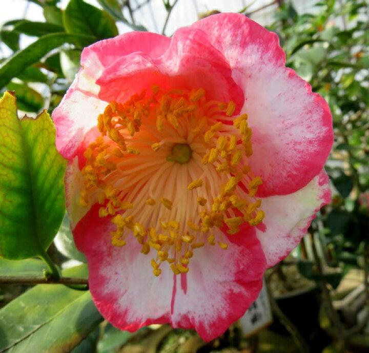 楽天市場 現品発送305 肥後椿 ヒゴツバキ 王冠 オウカン 5号鉢植え G04 1 千草園芸