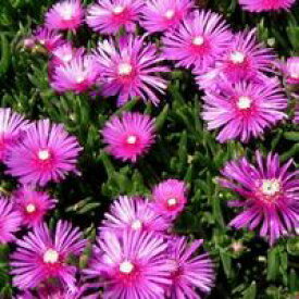 【2個セット】耐寒性　松葉菊(マツバギク)