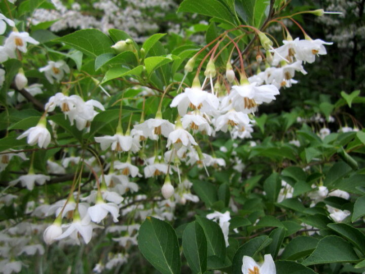 楽天市場 現品 エゴノキ 株立ち 白花 樹高2 1ｍ シンボルツリー 人気のエゴの木 千草園芸