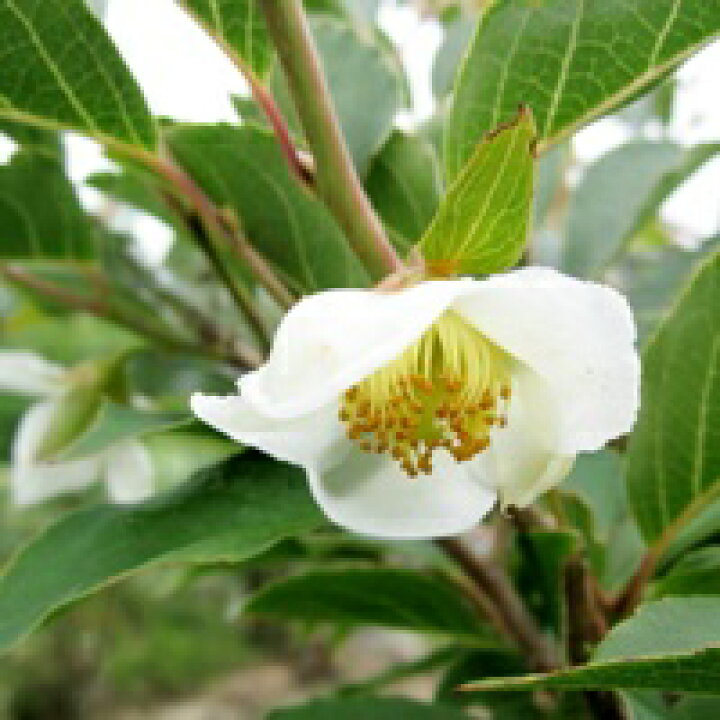 楽天市場 姫シャラ ヒメシャラ 苗木 7号 Z04 2 千草園芸