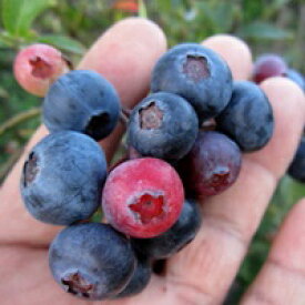 【選べる品種】ブルーベリー　ラビットアイ系　苗木 　4.5号【ノビリス/グロリア/ベッキーブルー/オースティン】