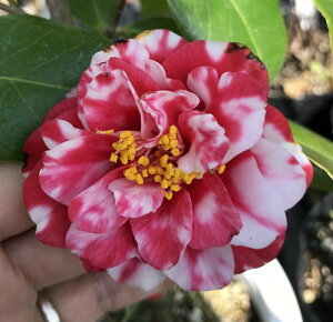 i@ցicoLj(JSV})@8ڂ c