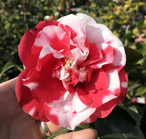 i@ցicoLjRbeB@8ڂؕcT120