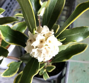 蒾ԁiW`EQjԁ@3|bgcig03j