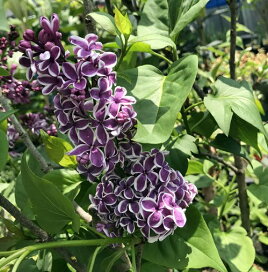 楽天市場】 すべて > 樹木コーナー > 花木（落葉、高木） > ライラック 