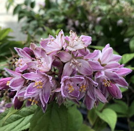 楽天市場 ピンクポンポン ウツギの通販