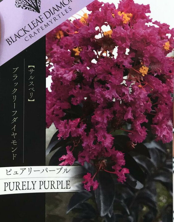 楽天市場 選べる現品 新品種サルスベリ ブラックリーフダイヤモンド ピュアリーパープル 紫花 1 2m 7号苗木 千草園芸