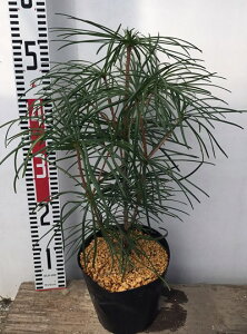 苗 高野槙の人気商品 通販 価格比較 価格 Com 苗 高野槙の人気商品 通販 価格比較 価格 Com