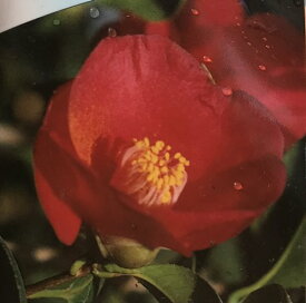 現品　椿（ツバキ）冨泉院赤藪　8号ポット接ぎ木苗