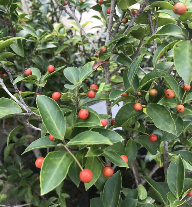 楽天市場 クロソヨゴ 黒ソヨゴ 5号ポット 苗木メス木 常緑樹 植木 庭木 R F08 千草園芸
