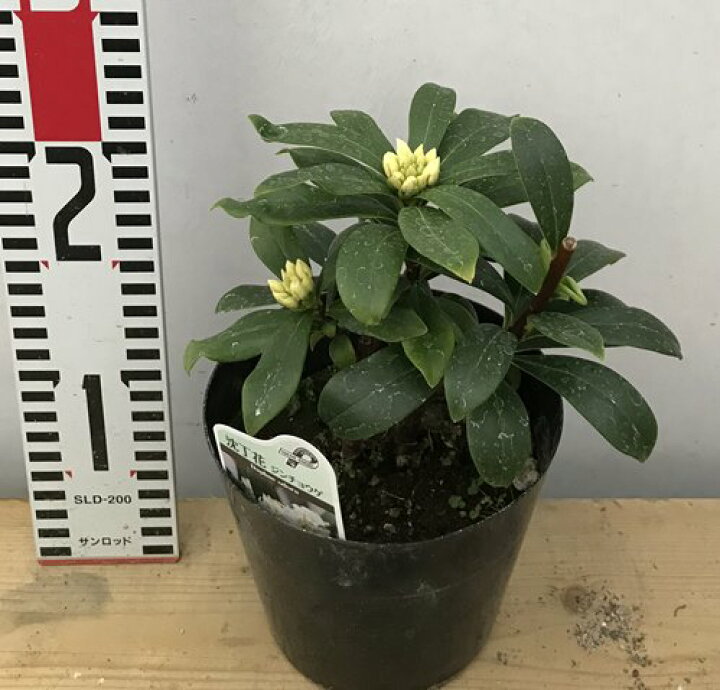 楽天市場 沈丁花 ジンチョウゲ 白花 4 5号苗 E11 千草園芸