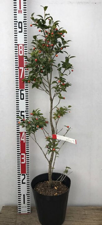 楽天市場 クロソヨゴ 黒ソヨゴ 6号ポットhタイプ 苗木メス木 常緑樹 植木 庭木 H43 千草園芸 楽天市場 クロソヨゴ 黒ソヨゴ 6号ポットhタイプ 苗木メス木 常緑樹 植木 庭木 H43 千草園芸