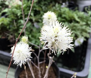 白花万作(シロバナマンサク) フォサギラ ブルーミスト 5号 苗木(z03-1)