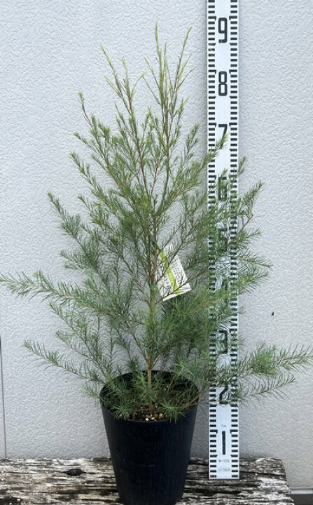 楽天市場 メラレウカ ティーツリー 6号鉢植え 苗木 B06 1 千草園芸 楽天市場 メラレウカ ティーツリー 6号鉢植え 苗木 B06 1 千草園芸