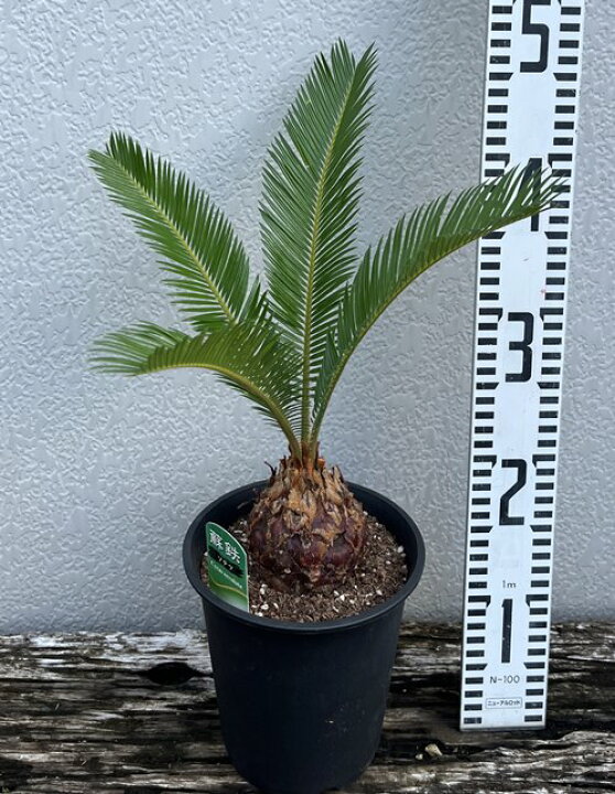 楽天市場 ソテツ 蘇鉄 5号鉢植え 千草園芸