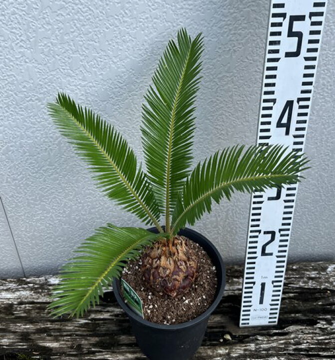 楽天市場 ソテツ 蘇鉄 5号鉢植え 千草園芸