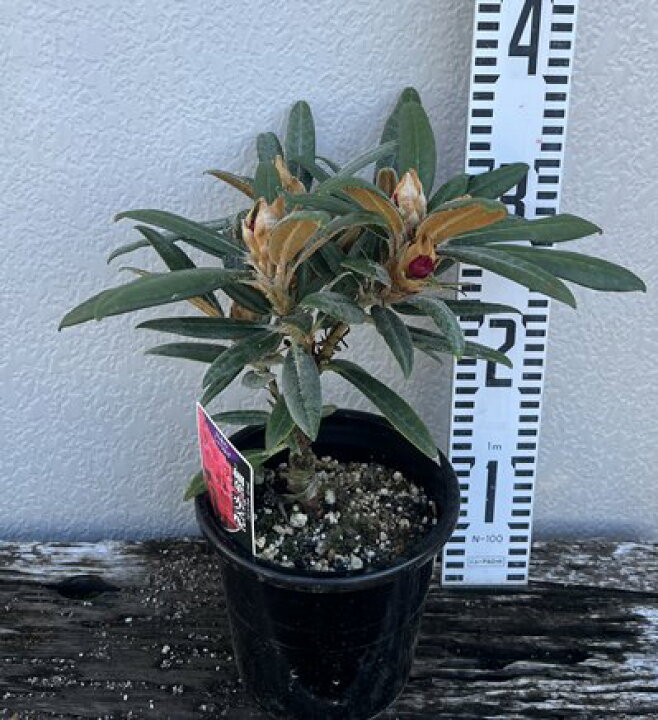 楽天市場 日本シャクナゲ 細葉赤交配 5号鉢植え 苗木 F02 千草園芸 楽天市場 日本シャクナゲ 細葉赤交配 5号鉢植え 苗木 F02 千草園芸