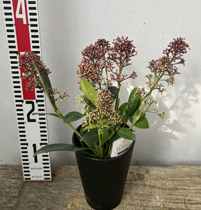 楽天市場 スキミア ルベラ 4号セラアート鉢植え 苗木 千草園芸 楽天市場 スキミア ルベラ 4号セラアート鉢植え 苗木 千草園芸