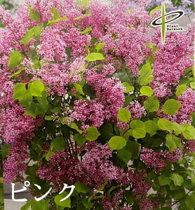 y3FIԁzh[tCbN@t[tFX^@4c(f04)