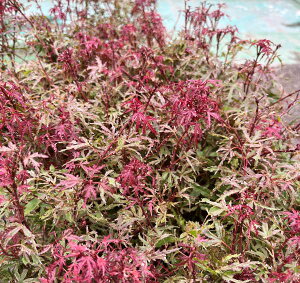 ~W@̎(LEmCg)@c؁@4|bgciJ03j