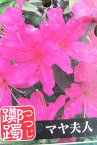 【15種類から選べる】久留米ツツジ(クルメツツジ)4.5号苗