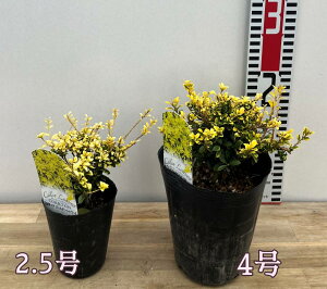 yc̑傫őIԁzLcQicQjS[fV[@2.5`4c()