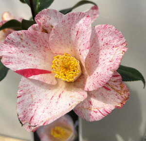 ցicoLj@Xጎ(qZcQbJ)@4.5c (g07-2)