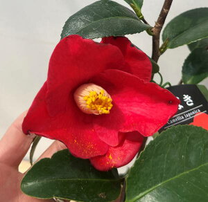 �ցi�c�o�L�j�@�����̐^��(�A�P�m�}�c�o�L)�@4.5���c (g06-2)