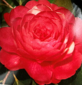 yiM3223zցicoLjc؁@t@C_X@4.5c(g4-1)