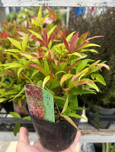 ԓV(AJie)@3|bgc(k02)