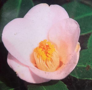 ցicoLjԓiniAJj@4.5c(g06-1)