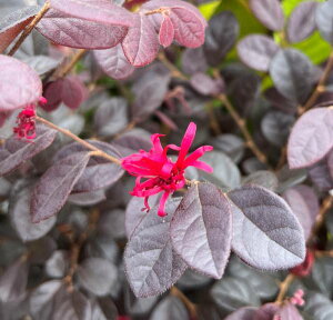 gL}TN@ԉ(g)@titjubNp[@6c