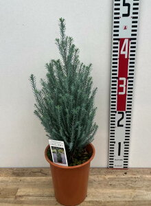 Rjt@[@Vo[X^[@4A@c(J02j