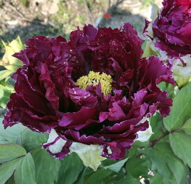 楽天市場 牡丹 鉢植えの通販