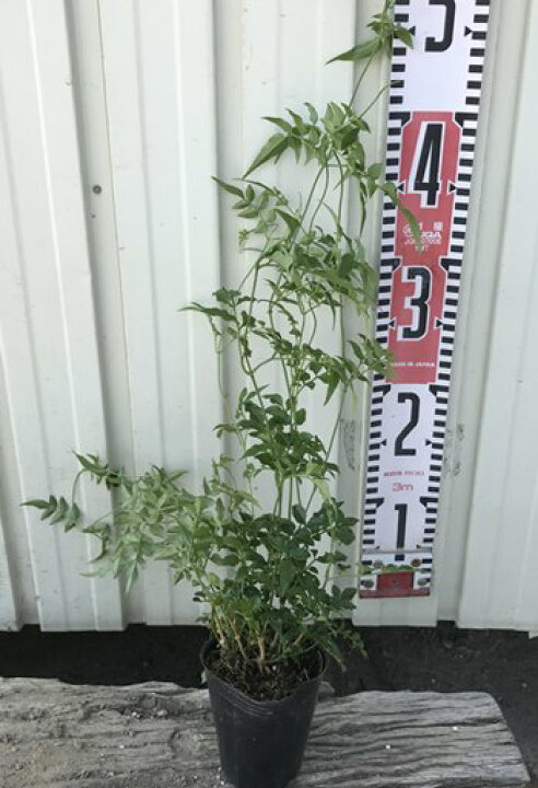 楽天市場 羽衣ジャスミン ハゴロモジャスミン 2 5号苗 H22 千草園芸