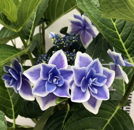 楽天市場 紫陽花 金平糖の通販