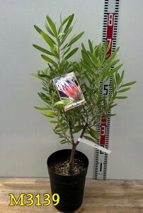 yIׂ錻izveA@ltHAsNil[tHAj6Ac(f08)